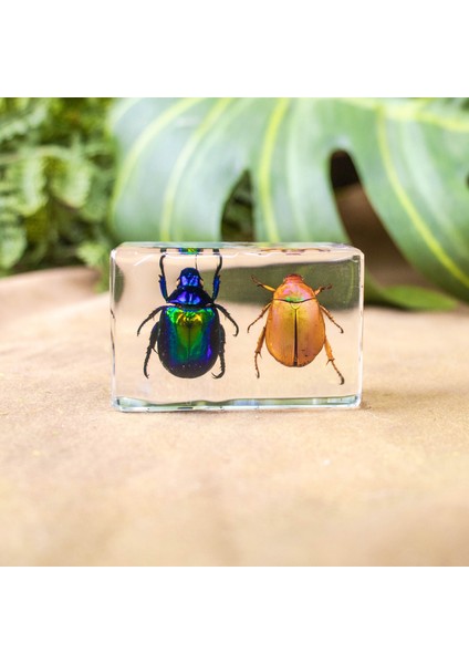 Hayvan Böcek Örnekleri Çocuk Hediyeleri Oyuncaklar Yaratıcı Hediyeler El Yapımı (Yurt Dışından)