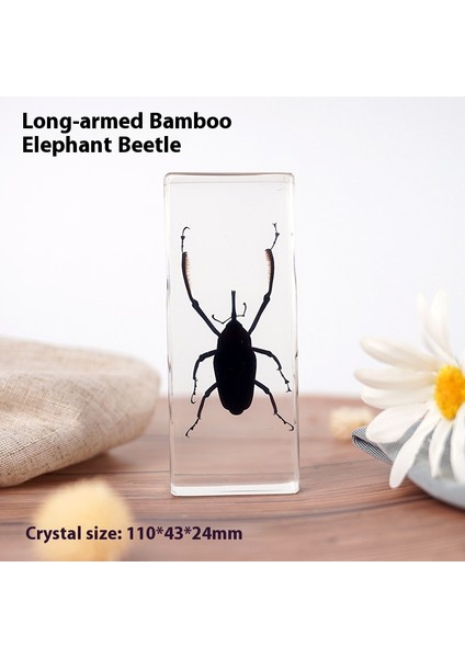 Hayvan Tahniti Kristal Damla El Sanatları Çocuk Öğretimi Dekoratif Süsler Edebi Hediyeler (Yurt Dışından)