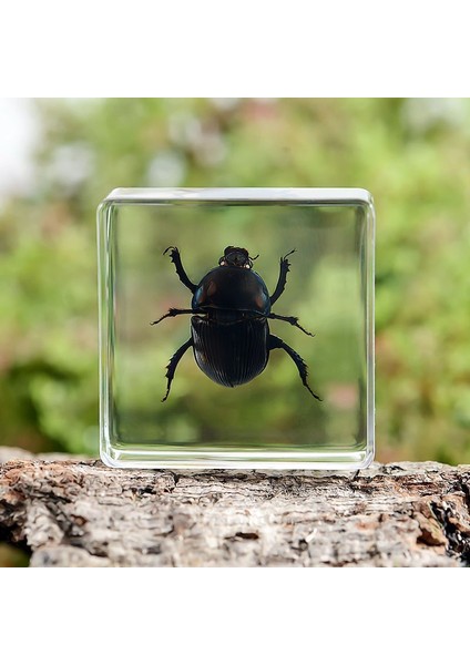 Örnek Gerçek Böcek Küçük Süsler Anaokulu Öğretim Gözlem Oyuncakları (Yurt Dışından)