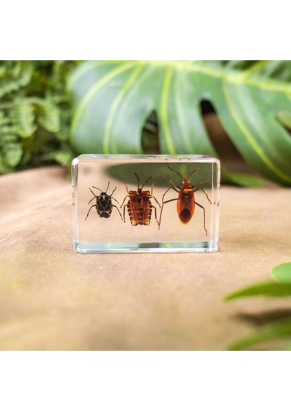 Hayvan Böcek Örnekleri Çocuk Hediyeleri Oyuncaklar Yaratıcı Hediyeler El Yapımı (Yurt Dışından)