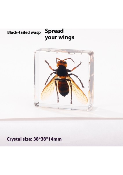 Gerçek Örnek Oyuncaklar Çocuk Çalışma Hediyeleri Süsler (Yurt Dışından)