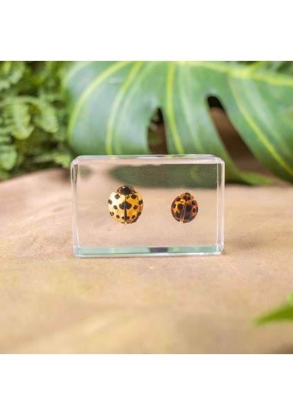 Hayvan Böcek Örnekleri Çocuk Hediyeleri Oyuncaklar Yaratıcı Hediyeler El Yapımı (Yurt Dışından)