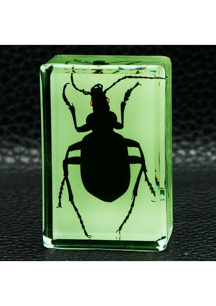 Karanlıkta Parlayan Gerçek Böcek Örnekleri Şeffaf Reçine Süsler (Yurt Dışından)