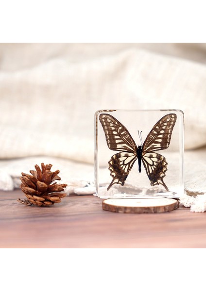 Böcek Reçine Örnekleri Yaratıcı Hediyeler Oyuncaklar Süsler (Yurt Dışından)