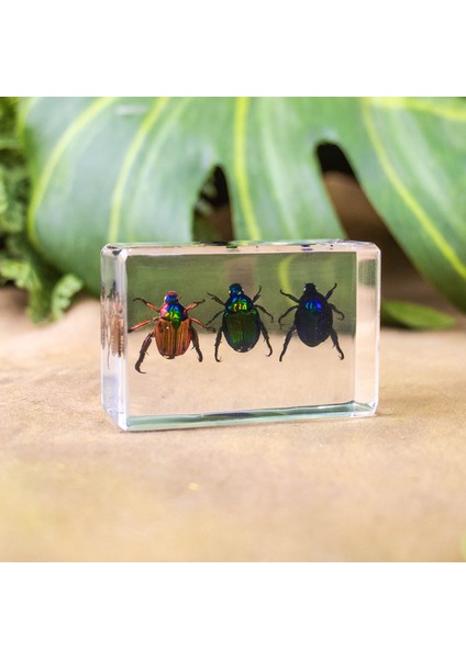 Hayvan Böcek Örnekleri Çocuk Hediyeleri Oyuncaklar Yaratıcı Hediyeler El Yapımı (Yurt Dışından)