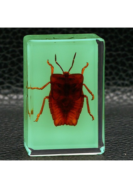 Karanlıkta Parlayan Gerçek Böcek Örnekleri Şeffaf Reçine Süsler (Yurt Dışından)