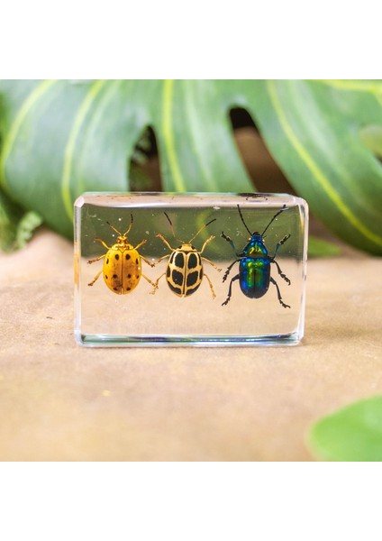 Hayvan Böcek Örnekleri Çocuk Hediyeleri Oyuncaklar Yaratıcı Hediyeler El Yapımı (Yurt Dışından)