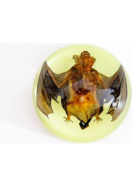 Örnek Reçine El Sanatları Çocuk Oyuncakları Çalışma Hediyeleri Süsler (Yurt Dışından)