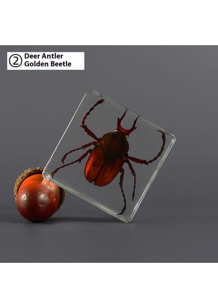 Örnek Gerçek Böcek Küçük Süsler Anaokulu Öğretim Gözlem Oyuncakları (Yurt Dışından)