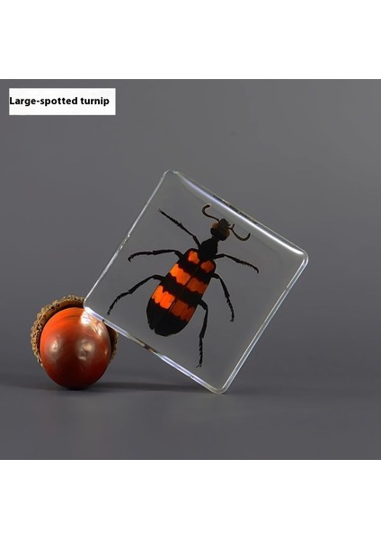 Örnek Gerçek Böcek Küçük Süsler Anaokulu Öğretim Gözlem Oyuncakları (Yurt Dışından)