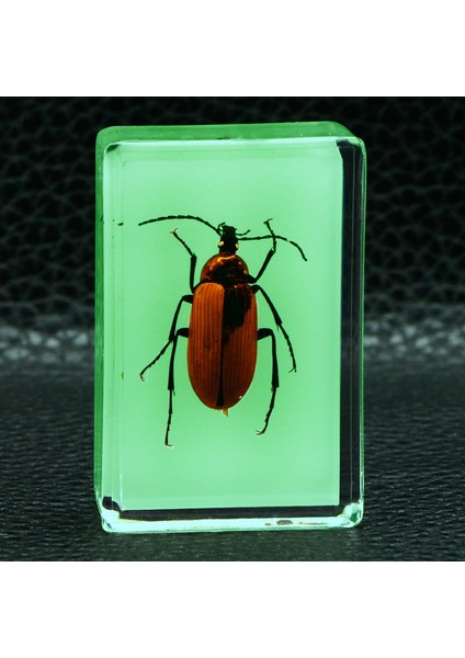 Karanlıkta Parlayan Gerçek Böcek Örnekleri Şeffaf Reçine Süsler (Yurt Dışından)