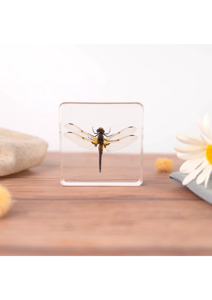 Böcek Reçine Örnekleri Yaratıcı Hediyeler Oyuncaklar Süsler (Yurt Dışından)