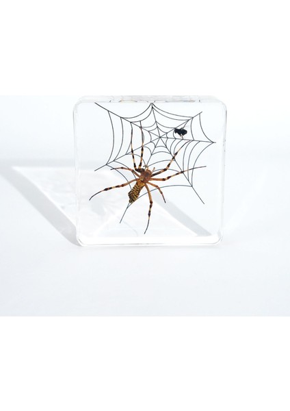 Böcek Reçine Örnekleri Yaratıcı Hediyeler Oyuncaklar Süsler (Yurt Dışından)