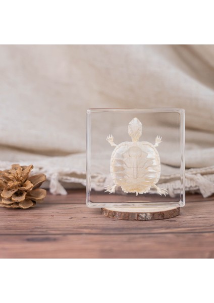 Hayvan Iskeleti Gerçek Numune Reçine El Sanatları Popüler Bilim Öğretim Oyuncakları Hediyeler (Yurt Dışından)