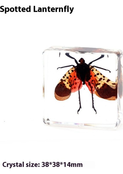 Gerçek Örnek Oyuncaklar Çocuk Çalışma Hediyeleri Süsler (Yurt Dışından)