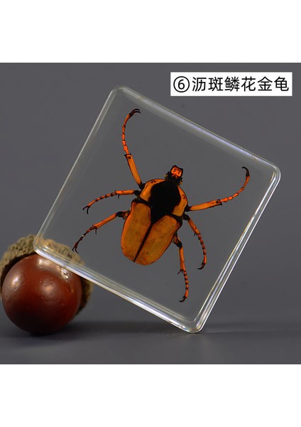 Örnek Gerçek Böcek Küçük Süsler Anaokulu Öğretim Gözlem Oyuncakları (Yurt Dışından)