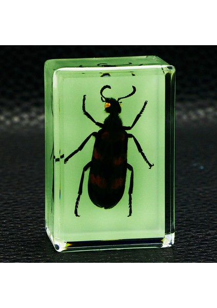 Karanlıkta Parlayan Gerçek Böcek Örnekleri Şeffaf Reçine Süsler (Yurt Dışından)
