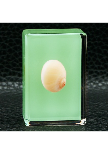 Karanlıkta Parlayan Gerçek Böcek Örnekleri Şeffaf Reçine Süsler (Yurt Dışından)