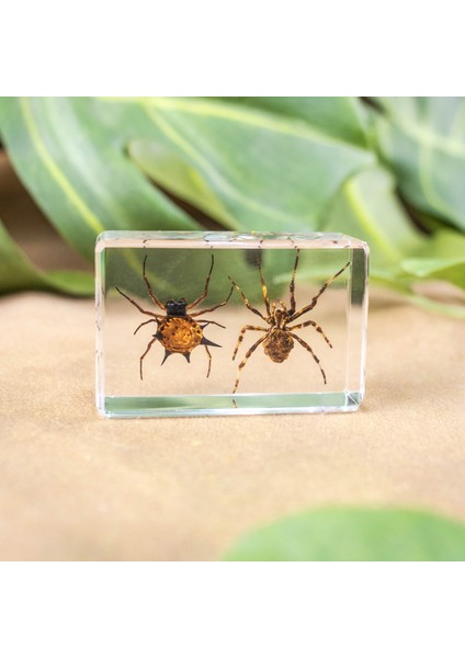 Hayvan Böcek Örnekleri Çocuk Hediyeleri Oyuncaklar Yaratıcı Hediyeler El Yapımı (Yurt Dışından)