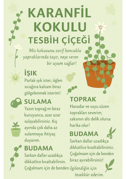 Karanfil Kokulu 10-20 Cm. Tesbih Çiçeği Saksıda modelleri