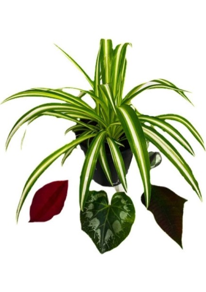 Çok Avantajlı Chlorophytum Comosum Kurdele Çiçeği