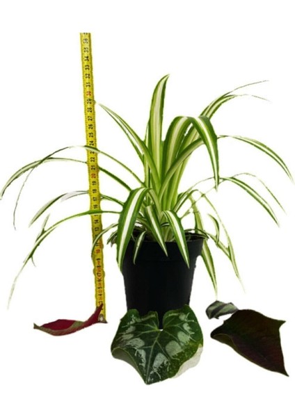 Çok Avantajlı Chlorophytum Comosum Kurdele Çiçeği fiyatları