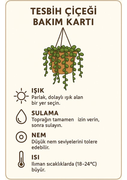 Tesbih Çiçeği – 40-50 cm Boncuk Sukulent, Minimalist ve Şık Saksı Düzeni fırsatları