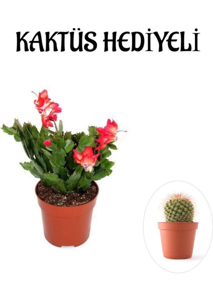 Çok Avantajlı Hediyelik Kırmızı Renk Yılbaşı Çiçeği Sevgililer Gününe Özel Kaktüs Hediyeli