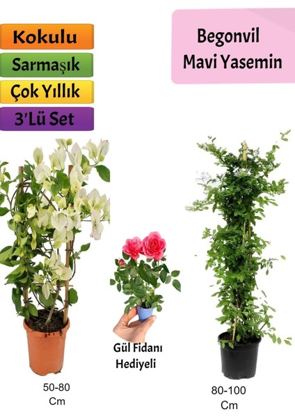 Çok Avantajlı Mavi Yasemin+ Beyaz Begonvil+ Pembe Gül Fidanı Çiçeği Hediyeli