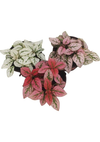 Çok Avantajlı 3'lü Minyatür Fittonya 3 Farklı Renk