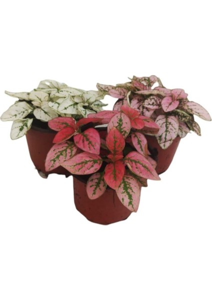 Çok Avantajlı 3'lü Minyatür Fittonya 3 Farklı Renk fiyatları