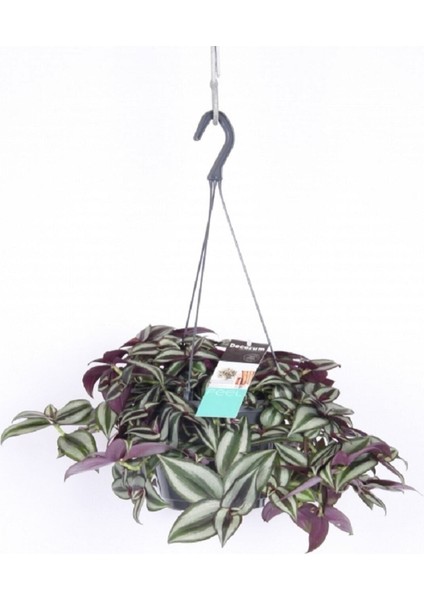 Çok Avantajlı Telgraf Çiçeği Askılı Saksı Tradescantia Zebrina Çiçeği