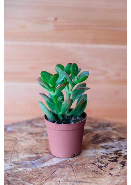 Çok Avantajlı 1 Adet Para Çiçeği Crassula Ovata Yeşil-Kırmızı Renkli Kökleri Olgunlaşmış Canlı