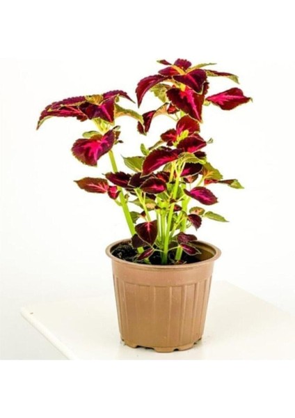 Kampanyalı Yaprağı Güzel Yaprak Güzeli Kolyos Çingene Şalvarı Ikili Set