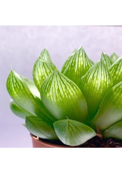 Kampanyalı Sukulent Haworthia Cooperi