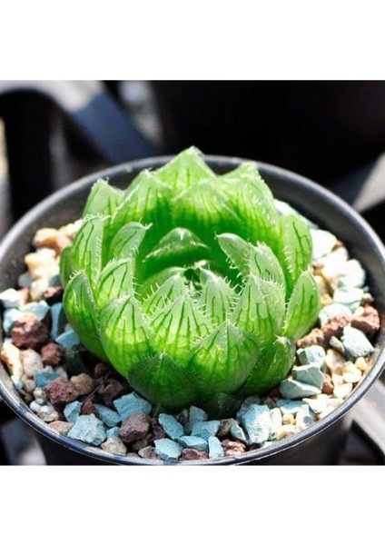 Kampanyalı Sukulent Haworthia Cooperi fiyatları