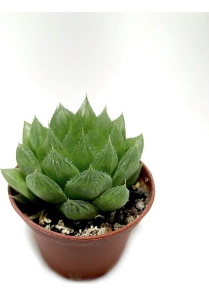 Kampanyalı Sukulent Haworthia Cooperi modelleri