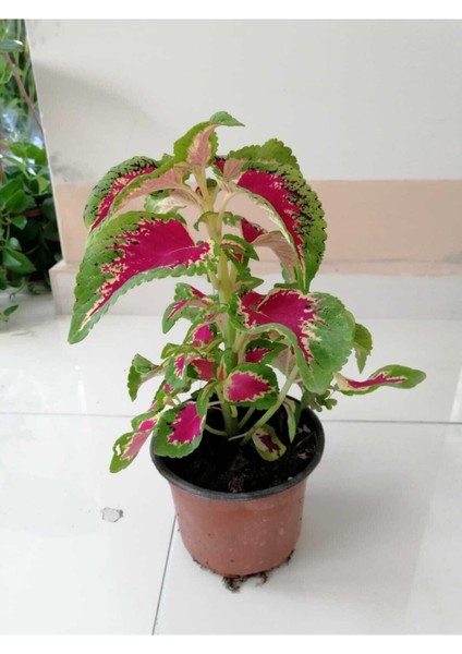 Çok Avantajlı Yaprağı Güzel Yaprak Güzeli Orta Boy 35CM fiyatları