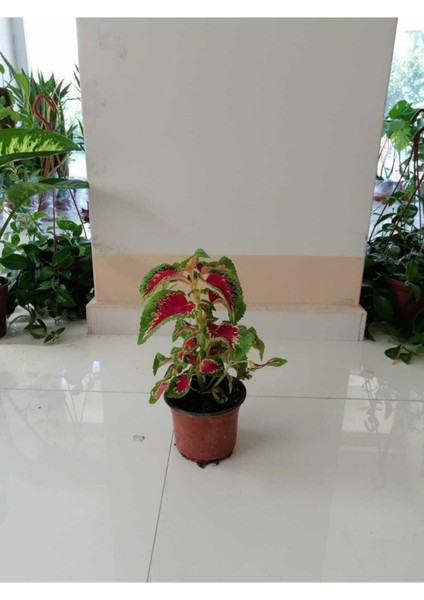 Çok Avantajlı Yaprağı Güzel Yaprak Güzeli Orta Boy 35CM modelleri