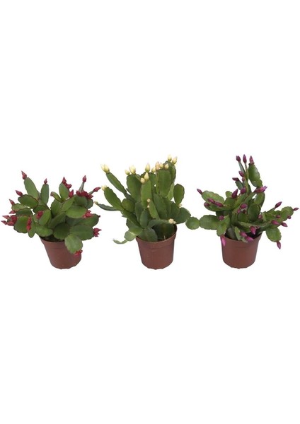 Çok Avantajlı Schlumbergera Çiçeği - Yılbaşı Çiçeği 3 Adet Farklı Renk fiyatları
