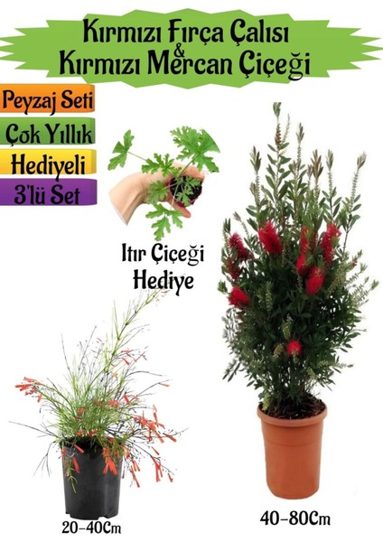 Çok Avantajlı Kırmızı Fırça Çalısı+Kırmızı Mercan Çiçeği+Itır Çiçeği Hediyeli Peyzaj Seti