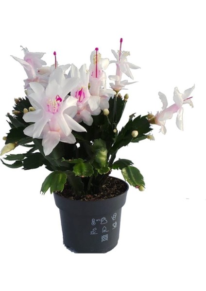 Kampanyalı Yılbaşı Çiçeği,yılbaşı Kaktüsü,beyaz Renk 7.cm Saksıda