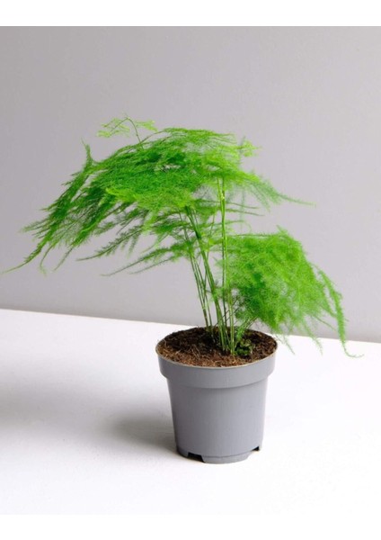 Çok Avantajlı Asparagus Setaceus Kuşkonmaz Mini Ev Ofis Salon Iç Mekan Bitkisi 20 cm