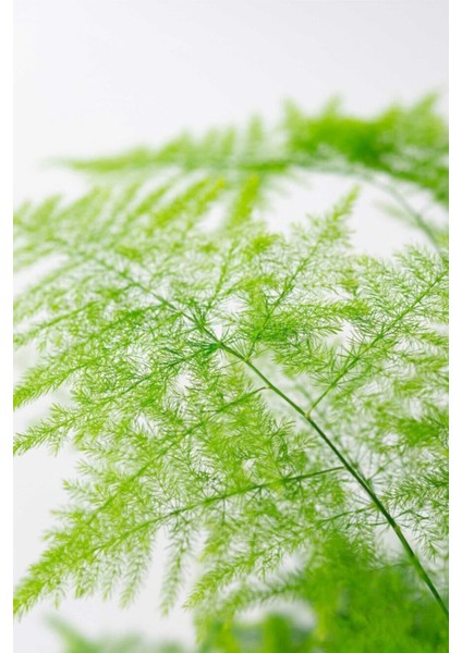 Çok Avantajlı Asparagus Setaceus Kuşkonmaz Mini Ev Ofis Salon Iç Mekan Bitkisi 20 cm fiyatları