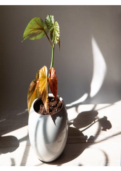 Çok Avantajlı Çilli Begonya 8.5 Saksıda Begonia Corollina Mini Boy Bol Dallı Iç Mekan Bitkisi
