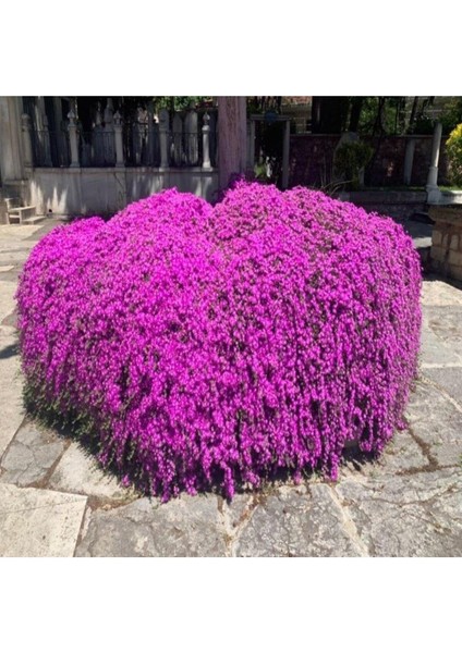 Mor Acem Halısı Fidanı 5-15 cm fiyatları