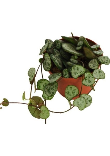 Çok Avantajlı Kalp Kalbe Karşı Çiçeği Ceropegia Woodii Ev Ofis Bitkisi 8.5.cm Saksıda