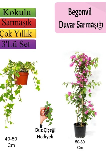 Çok Avantajlı Amerikan Duvar Sarmaşığı+ Pembe Begonvil+ Buzçiçeği Hediyeli