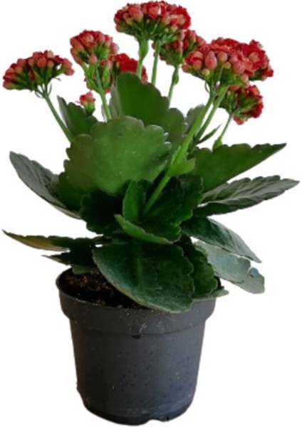 Çok Avantajlı Kalanchoe - Kalanşo Çiçeği (Kırmızı Çiçekli)