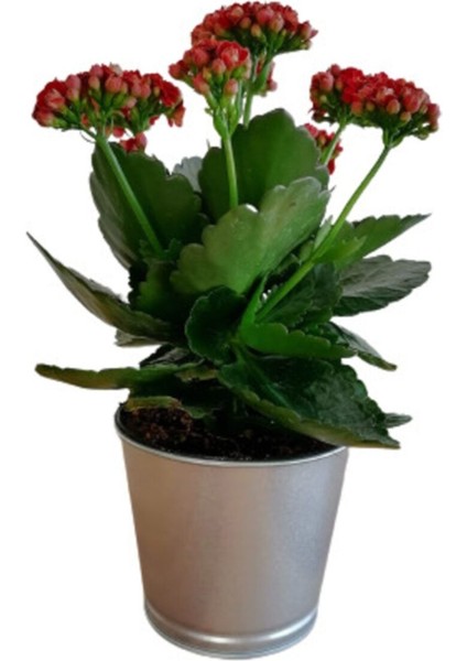 Çok Avantajlı Kalanchoe - Kalanşo Çiçeği (Kırmızı Çiçekli) modelleri
